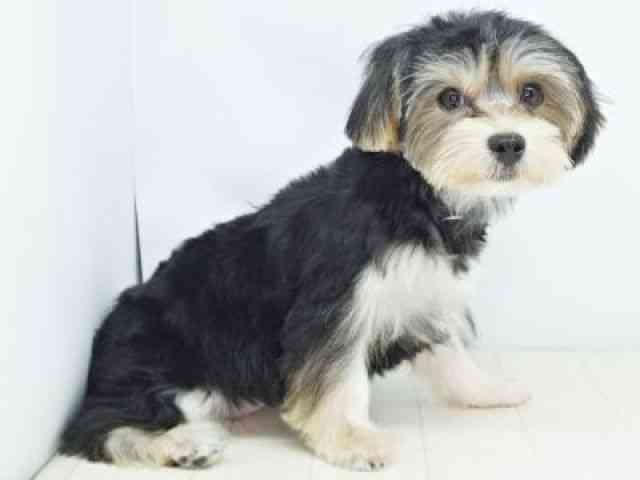 福岡県のマルキー/マルヨーキー(マルチーズ×ヨークシャーテリア) (ひごペットフレンドリーゆめタウン筑紫野店/2025年6月23日生まれ/女の子/ブラックタン)の子犬の3枚目の画像