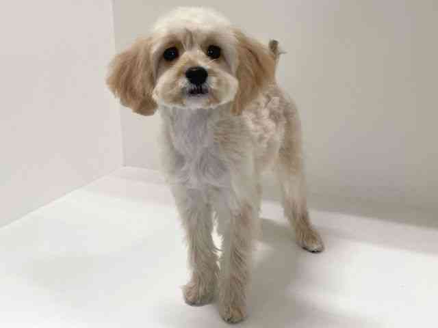 兵庫県のキャバプー(キャバリア×プードル) (ひごペットフレンドリーイトーヨーカドー明石店/2025年6月24日生まれ/女の子/アプリコット)の子犬の3枚目の画像