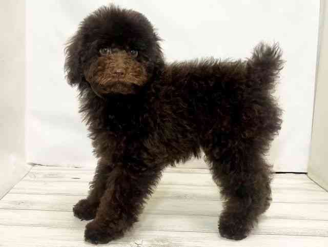 和歌山県のトイプードル(トイ) (ひごペットフレンドリーパームシティ和歌山店/2025年6月20日生まれ/男の子/ブラウン)の子犬の3枚目の画像