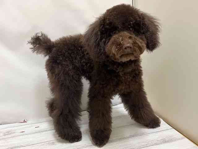 和歌山県のトイプードル(トイ) (ひごペットフレンドリーパームシティ和歌山店/2025年6月20日生まれ/男の子/ブラウン)の子犬の3枚目の画像