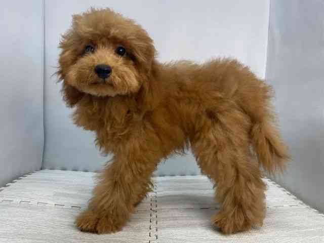 広島県のトイプードル(トイ) (ひごペットフレンドリーゆめタウン廿日市店/2025年6月19日生まれ/男の子/レッド)の子犬の3枚目の画像