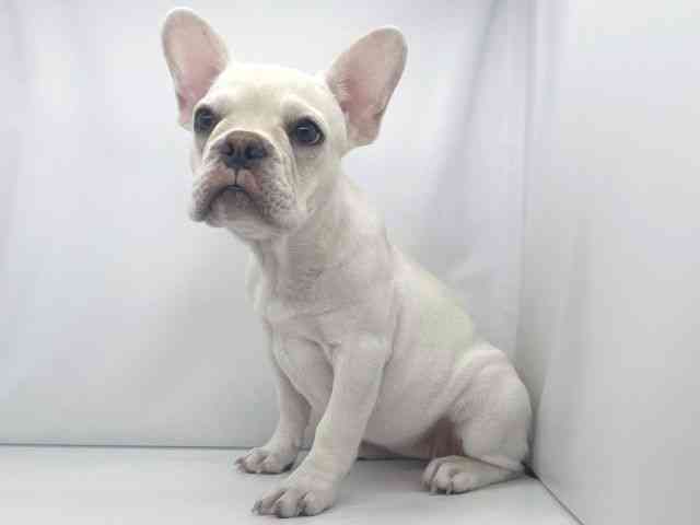 兵庫県のフレンチブルドッグ (ひごペットフレンドリーイオンタウン加古川店/2025年6月23日生まれ/女の子/クリーム)の子犬の3枚目の画像