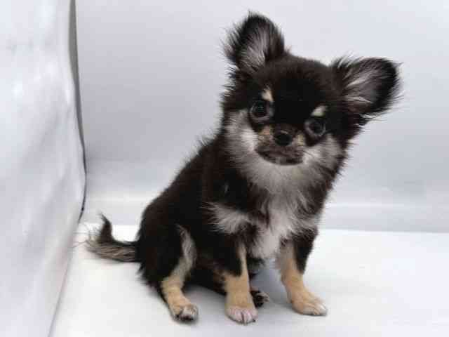 京都府のチワワ(ロング) (ひごペットフレンドリー京都店/2025年6月25日生まれ/男の子/ブラックタン)の子犬の3枚目の画像