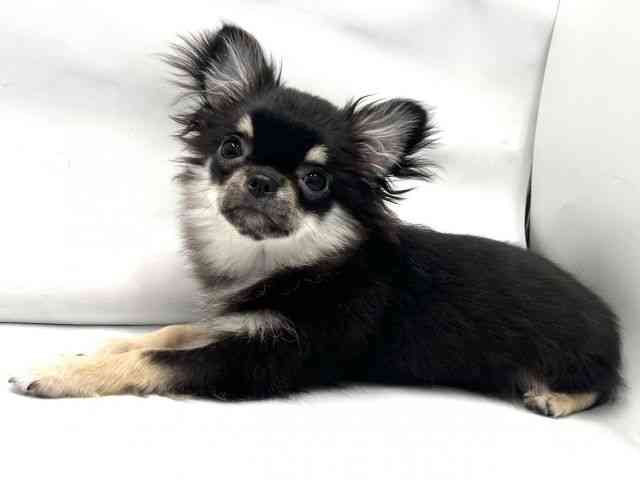 京都府のチワワ(ロング) (ひごペットフレンドリー京都店/2025年6月25日生まれ/男の子/ブラックタン)の子犬の3枚目の画像