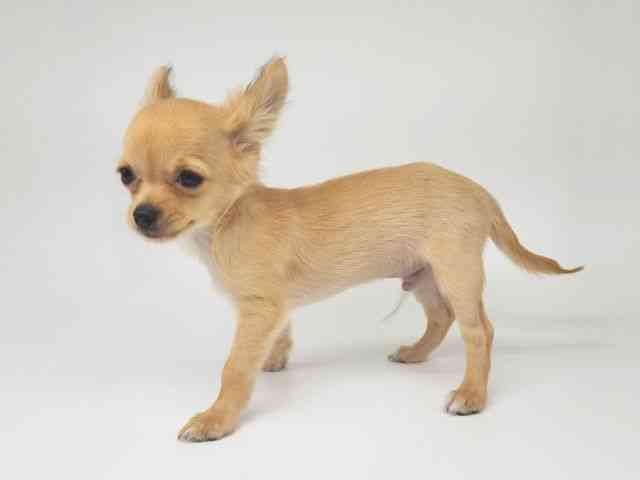 大阪府のチワワ(ロング) (ひごペットフレンドリー泉ヶ丘店/2025年6月25日生まれ/男の子/フォーン)の子犬の3枚目の画像