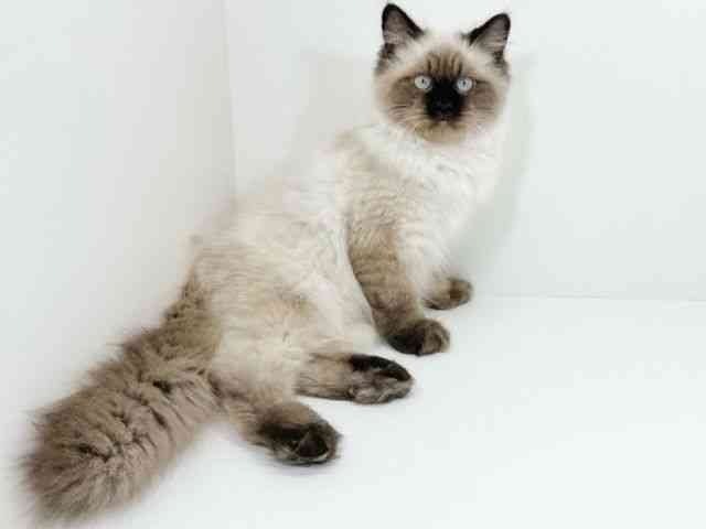 京都府のヒマラヤン (ひごペットフレンドリーイズミヤショッピングセンター八幡店/2025年6月23日生まれ/男の子/シールポイント)の子猫の3枚目の画像