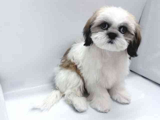 京都府のシーズー (ひごペットフレンドリー京都店/2025年6月29日生まれ/女の子/ゴールドホワイト)の子犬の3枚目の画像