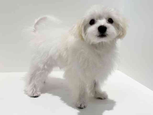 大阪府のマルチーズ (ひごペットフレンドリーイオン高槻店/2025年6月29日生まれ/男の子/ホワイト)の子犬の3枚目の画像