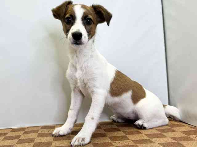 愛媛県のジャックラッセルテリア (ひごペットフレンドリーエミフルMASAKI店/2025年6月29日生まれ/女の子/ホワイトタン)の子犬の3枚目の画像