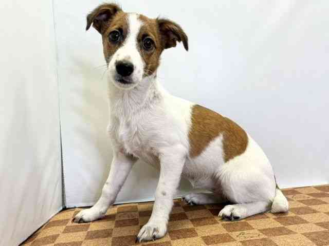 愛媛県のジャックラッセルテリア (ひごペットフレンドリーエミフルMASAKI店/2025年6月29日生まれ/女の子/ホワイトタン)の子犬の3枚目の画像