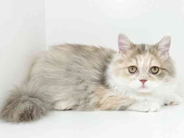 京都府のミヌエット (ひごペットフレンドリーイズミヤショッピングセンター八幡店/2025年6月26日生まれ/女の子/ダイリュートキャリコ)の子猫の3枚目の画像