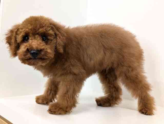 福岡県のトイプードル(トイ) (ひごペットフレンドリーリバーウォーク北九州店/2025年6月28日生まれ/男の子/レッド)の子犬の3枚目の画像