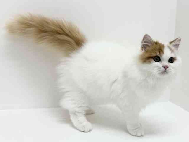 大阪府のサイベリアン (ひごペットフレンドリーくずはモール店/2025年6月28日生まれ/男の子/レッドホワイト)の子猫の3枚目の画像