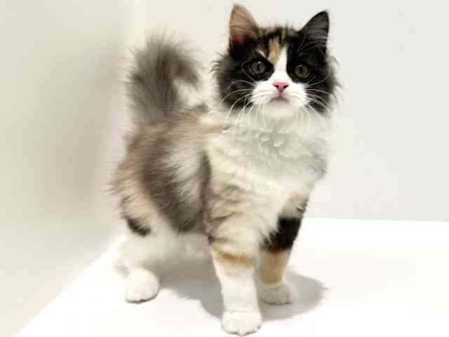 大阪府のサイベリアン (ひごペットフレンドリーイオン高槻店/2025年6月28日生まれ/女の子/キャリコ)の子猫の3枚目の画像