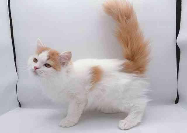 島根県のサイベリアン (ひごペットフレンドリーイオン松江ショッピングセンター店/2025年6月28日生まれ/男の子/レッドタビーホワイト)の子猫の3枚目の画像