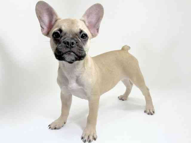 京都府のフレンチブルドッグ (ひごペットフレンドリーイズミヤショッピングセンター八幡店/2025年6月26日生まれ/女の子/フォーン)の子犬の3枚目の画像