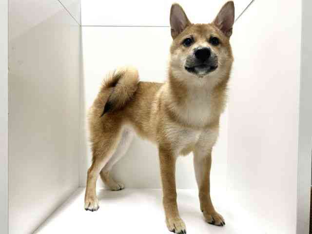 愛知県の柴犬(標準サイズ) (ひごペットフレンドリーららぽーと名古屋みなとアクルス店/2025年6月28日生まれ/女の子/赤)の子犬の3枚目の画像