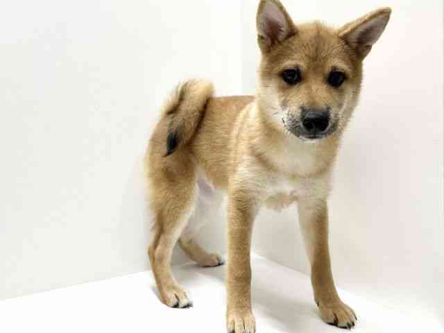 愛知県の柴犬(標準サイズ) (ひごペットフレンドリーららぽーと名古屋みなとアクルス店/2025年6月28日生まれ/女の子/赤)の子犬の3枚目の画像