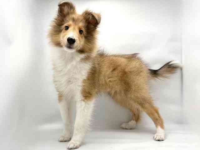 大阪府のシェットランドシープドッグ (ひごペットフレンドリー東淀川店/2025年6月27日生まれ/男の子/セーブルホワイト)の子犬の3枚目の画像