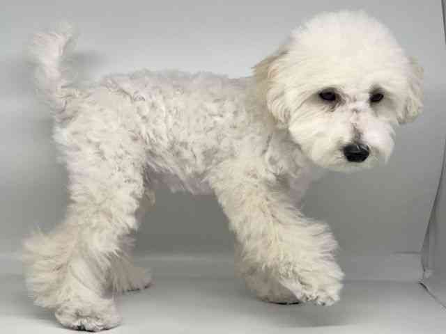 徳島県のトイプードル(トイ) (ひごペットフレンドリーゆめタウン徳島店/2025年6月27日生まれ/男の子/ホワイト)の子犬の3枚目の画像