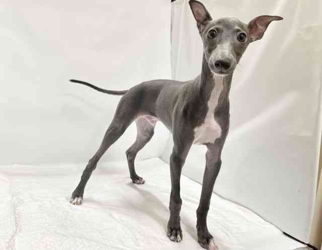 高知県のイタリアングレーハウンド (ひごペットフレンドリーイオンモール高知店/2025年6月29日生まれ/男の子/ブルー)の子犬の3枚目の画像