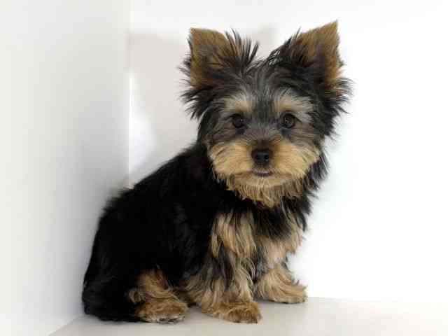 大阪府のヨークシャーテリア (ひごペットフレンドリーイオンそよら海老江店/2025年6月24日生まれ/男の子/スチールブルータン)の子犬の3枚目の画像