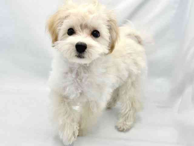 大阪府のハーフ犬・ミックス犬 (ひごペットフレンドリーイトーヨーカドー津久野店/2025年6月27日生まれ/男の子/クリーム)の子犬の3枚目の画像