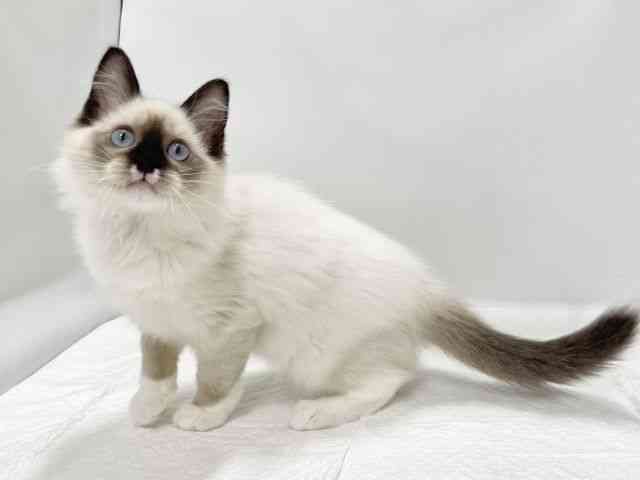 高知県のラグドール (ひごペットフレンドリーイオンモール高知店/2025年6月24日生まれ/女の子/シールポイントミテッド)の子猫の3枚目の画像
