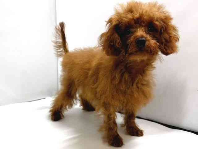 奈良県のトイプードル(トイ) (ひごペットフレンドリー奈良パワーシティ店/2025年6月28日生まれ/女の子/レッド)の子犬の3枚目の画像