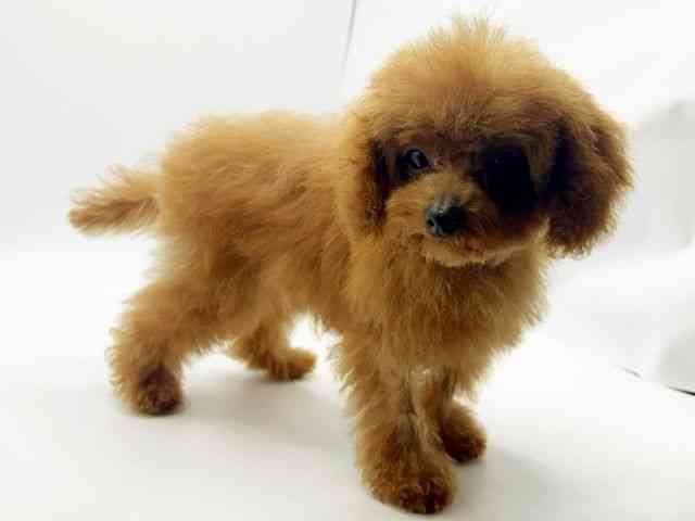 奈良県のトイプードル(トイ) (ひごペットフレンドリー奈良パワーシティ店/2025年6月28日生まれ/女の子/レッド)の子犬の3枚目の画像