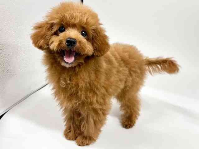 大阪府のトイプードル(トイ) (ひごペットフレンドリーイオンタウン豊中庄内店/2025年6月28日生まれ/女の子/レッド)の子犬の3枚目の画像