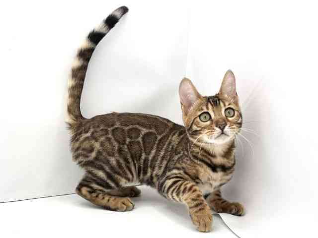 兵庫県のベンガル (ひごペットフレンドリークラウンパーク伊丹店/2025年6月27日生まれ/女の子/ブラウンスポットタビー)の子猫の3枚目の画像