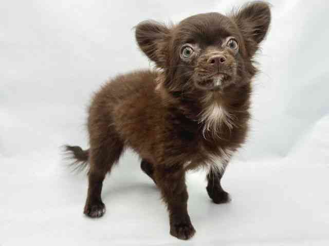 大阪府のハーフ犬・ミックス犬 (ひごペットフレンドリーイトーヨーカドー津久野店/2025年6月29日生まれ/女の子/チョコレート)の子犬の3枚目の画像