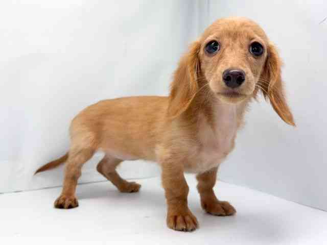 京都府のミニチュアダックスフンド(ロング) (ひごペットフレンドリー洛北阪急スクエア店/2025年6月28日生まれ/女の子/クリアレッド)の子犬の3枚目の画像