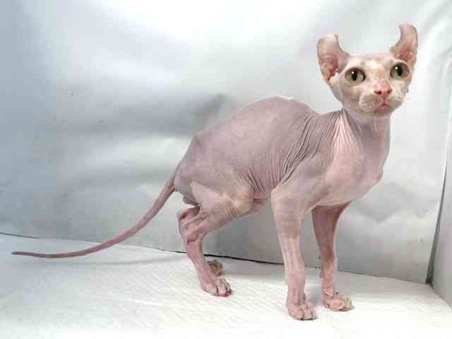 大阪府のドゥエルフ (ひごペットフレンドリー堺プラットプラット店/2025年6月14日生まれ/男の子/ライラック)の子猫の3枚目の画像