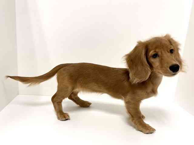 愛知県のミニチュアダックスフンド(ロング) (ひごペットフレンドリーヴィアモール アピタ江南西店/2025年6月30日生まれ/女の子/クリアレッド)の子犬の3枚目の画像