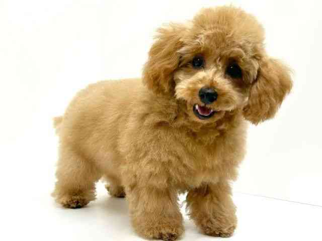 兵庫県のトイプードル(トイ) (ひごペットフレンドリーブルメールHAT神戸店/2025年6月28日生まれ/女の子/レッド)の子犬の3枚目の画像