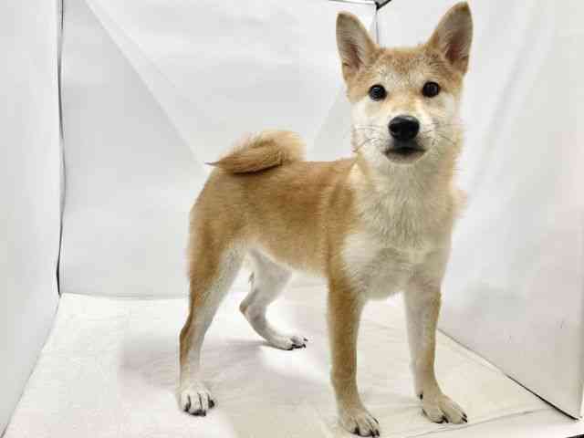 高知県の柴犬(標準サイズ) (ひごペットフレンドリーイオンモール高知店/2025年7月1日生まれ/女の子/赤)の子犬の3枚目の画像