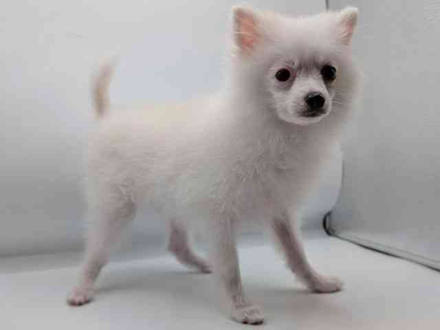 香川県のポメラニアン (ひごペットフレンドリーゆめタウン高松店/2025年6月30日生まれ/男の子/クリーム)の子犬の3枚目の画像