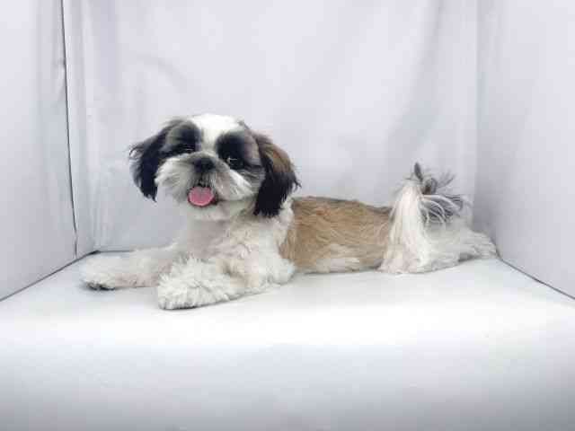 兵庫県のシーズー (ひごペットフレンドリーイオンタウン加古川店/2025年6月30日生まれ/女の子/ゴールドホワイト)の子犬の3枚目の画像