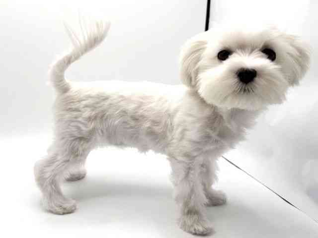 大阪府のマルチーズ (ひごペットフレンドリーみのおキューズモール店/2025年6月30日生まれ/女の子/ホワイト)の子犬の3枚目の画像