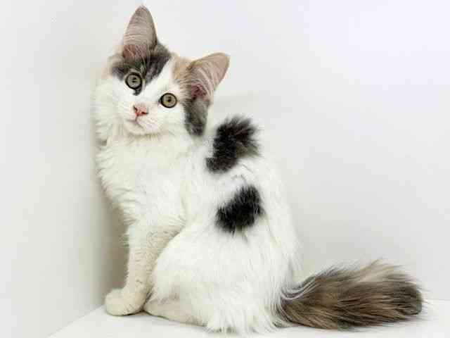 大阪府のサイベリアン (ひごペットフレンドリーいこらもーる泉佐野店/2025年6月28日生まれ/女の子/ダイリュートキャリコ)の子猫の3枚目の画像