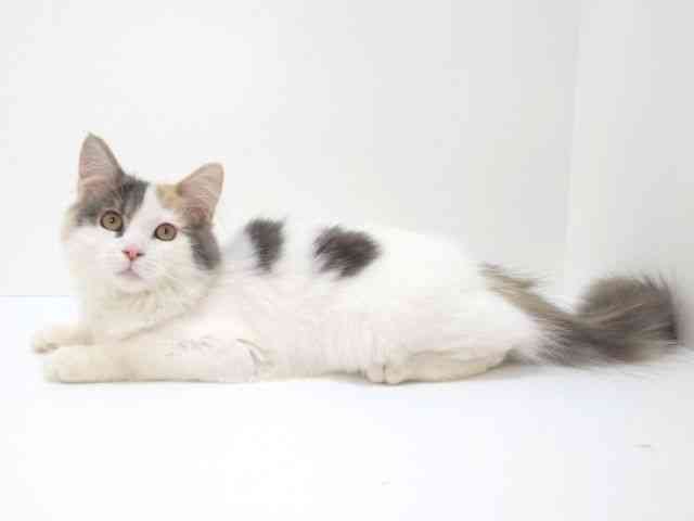 大阪府のサイベリアン (ひごペットフレンドリーいこらもーる泉佐野店/2025年6月28日生まれ/女の子/ダイリュートキャリコ)の子猫の3枚目の画像