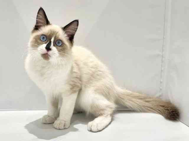 大阪府のラグドール (ひごペットフレンドリーセブンパーク天美店/2025年7月1日生まれ/男の子/シールポイント)の子猫の3枚目の画像