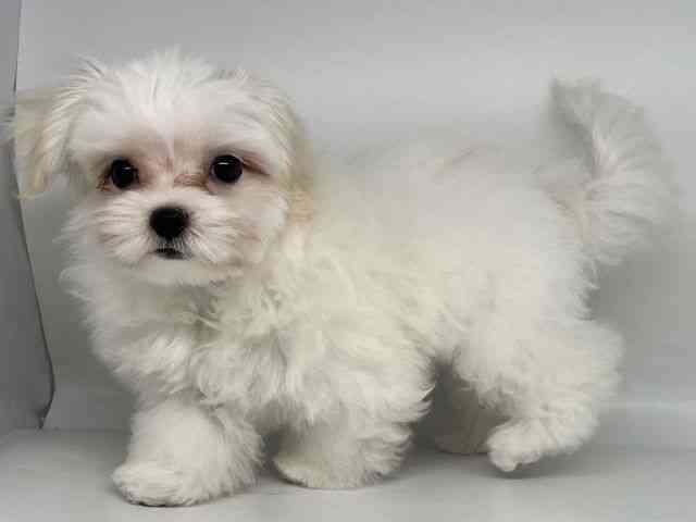 香川県のマルチーズ (ひごペットフレンドリーゆめタウン高松店/2025年7月1日生まれ/女の子/ホワイト)の子犬の3枚目の画像