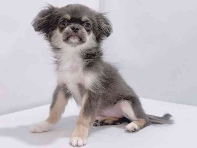 大阪府のチワペキ/ペキチー/ペキチワ(チワワ×ペキニーズ) (ひごペットフレンドリーイズミヤショッピングセンター千里丘店/2025年7月1日生まれ/女の子/ダークグレー＆ホワイト)の子犬の3枚目の画像