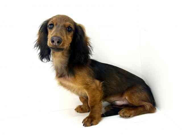 大阪府のミニチュアダックスフンド(ロング) (ひごペットフレンドリーいこらもーる泉佐野店/2025年6月26日生まれ/男の子/レッド)の子犬の3枚目の画像