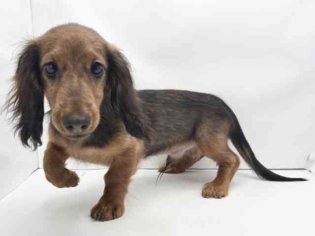 兵庫県のミニチュアダックスフンド(ロング) (ひごペットフレンドリークラウンパーク伊丹店/2025年6月26日生まれ/男の子/レッド)の子犬の3枚目の画像