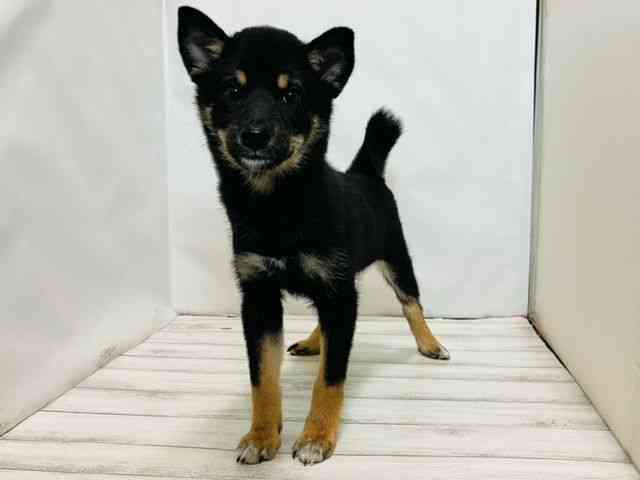 和歌山県の柴犬(標準サイズ) (ひごペットフレンドリーパームシティ和歌山店/2025年6月25日生まれ/女の子/黒)の子犬の3枚目の画像