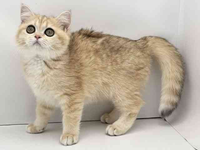 愛知県のブリティッシュショートヘアー (ひごペットフレンドリーヴィアモール アピタ江南西店/2025年7月3日生まれ/女の子/ゴールデンティックドタビー)の子猫の3枚目の画像